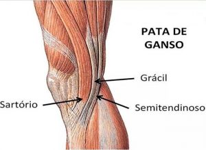 Los tres tendones afectados por la tendiniris de la Pata de ganso
