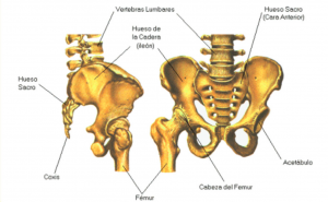 Dolor de cadera: causas y tratamiento sin cirugía